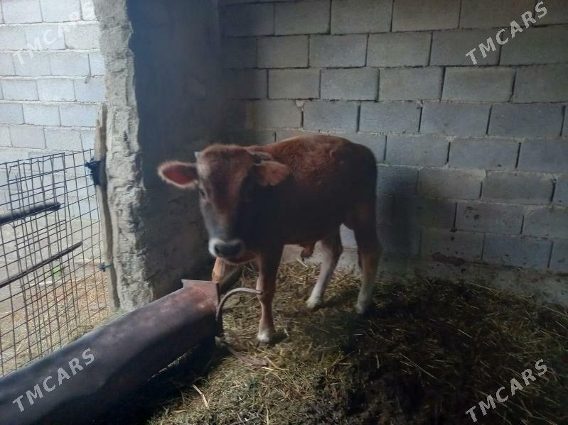 öküzçe - Гёкдепе - img 3