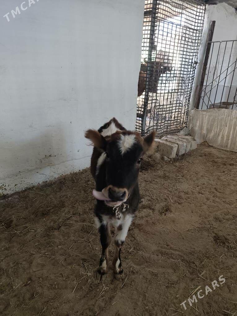 Sygyr goleli - Балканабат - img 2