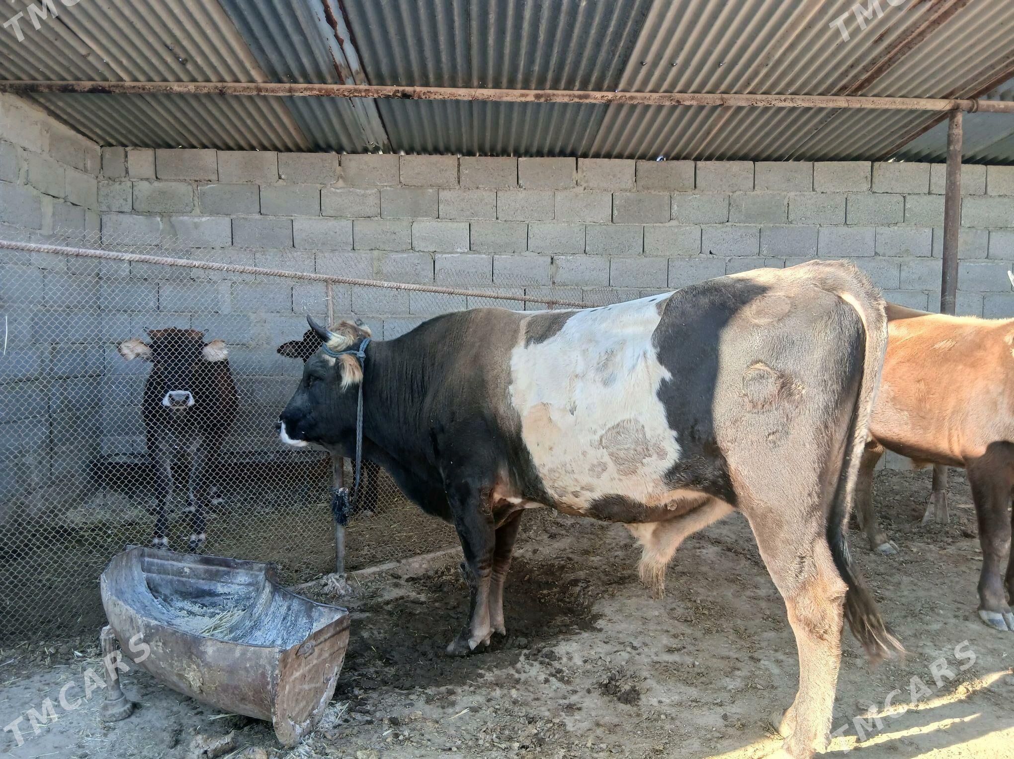 okuz - Этрек - img 1