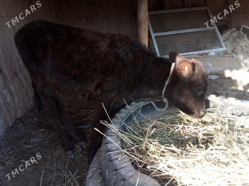 unajyn - Чарджоу - img 6