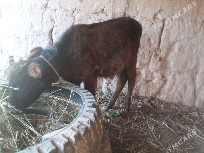 unajyn - Чарджоу - img 3