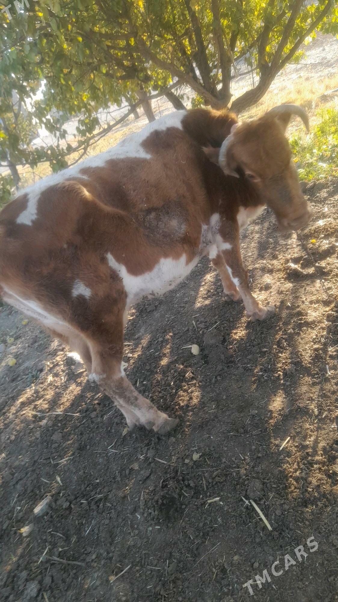 baklgi sgr - Бахарден - img 3