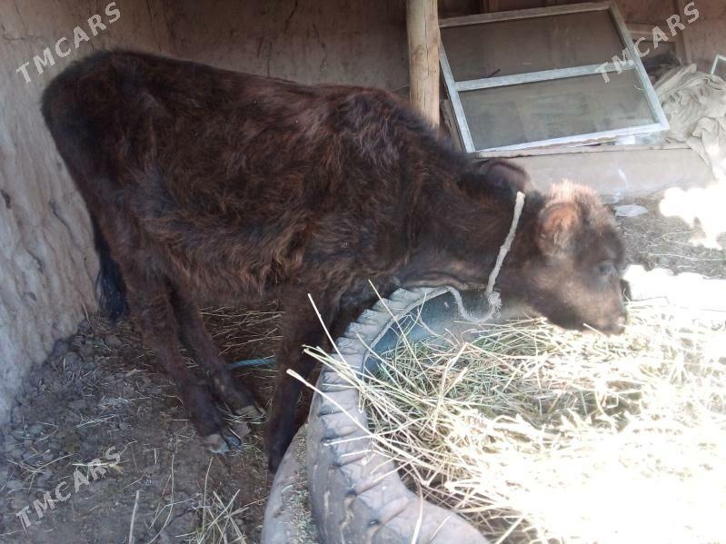 unajyn - Чарджоу - img 2