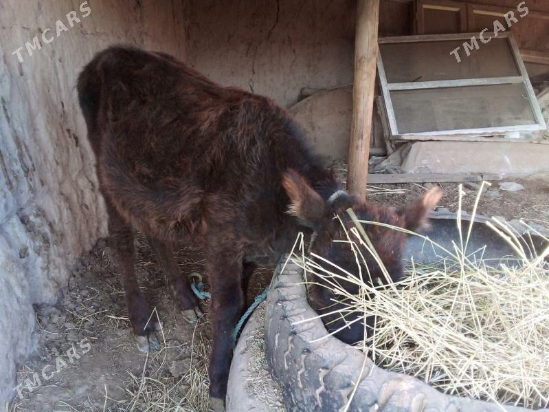 unajyn - Чарджоу - img 4