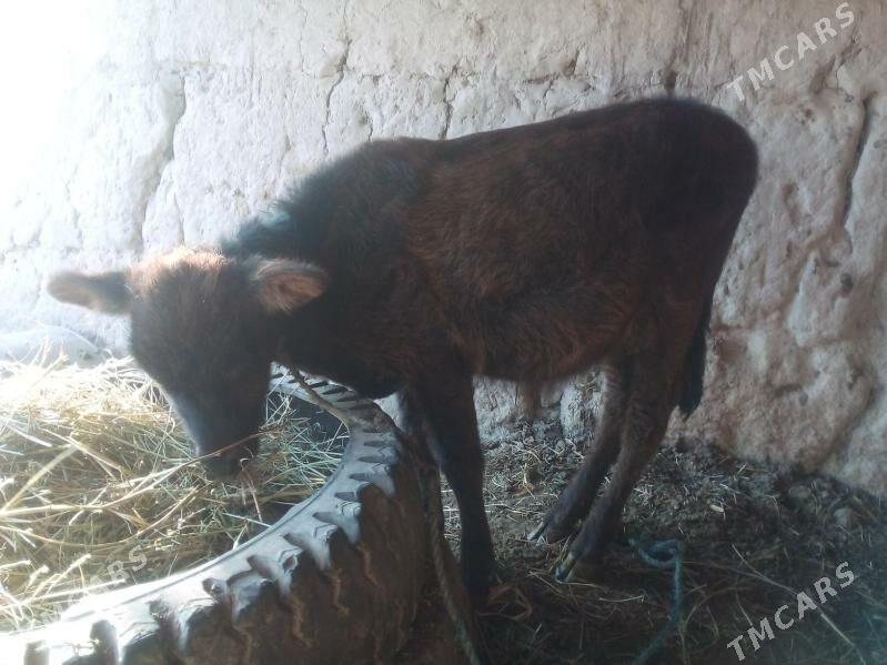 unajyn - Чарджоу - img 1