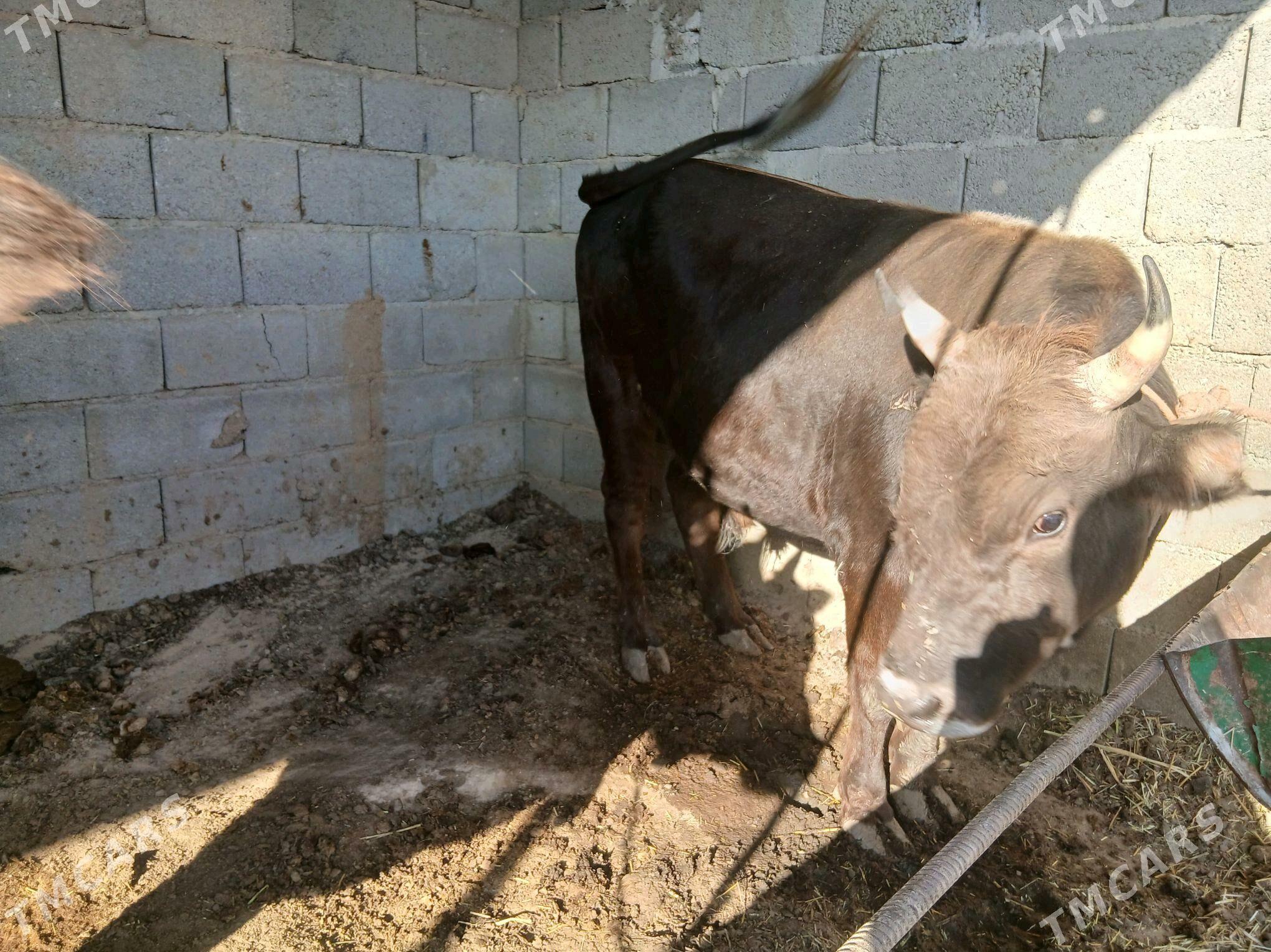 okuz - Этрек - img 4