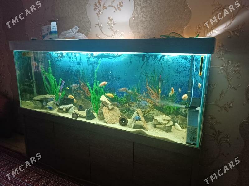 аквариум - Parahat 7 - img 2
