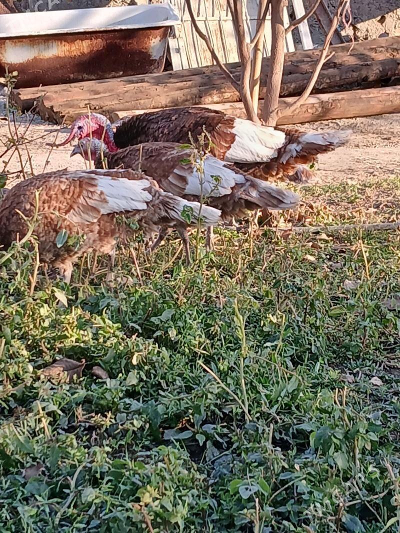 induk - Gökje - img 3