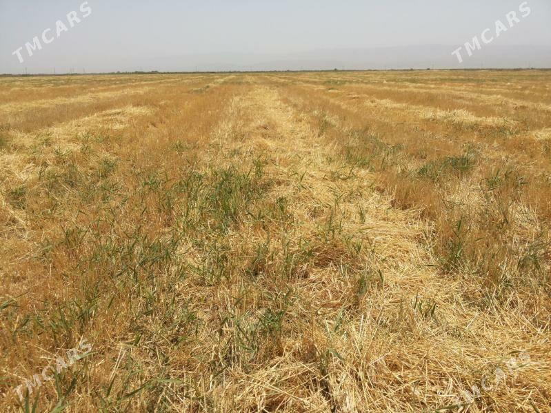 Satlyk yer bar 12 so - Ак-Бугдайский этрап - img 2