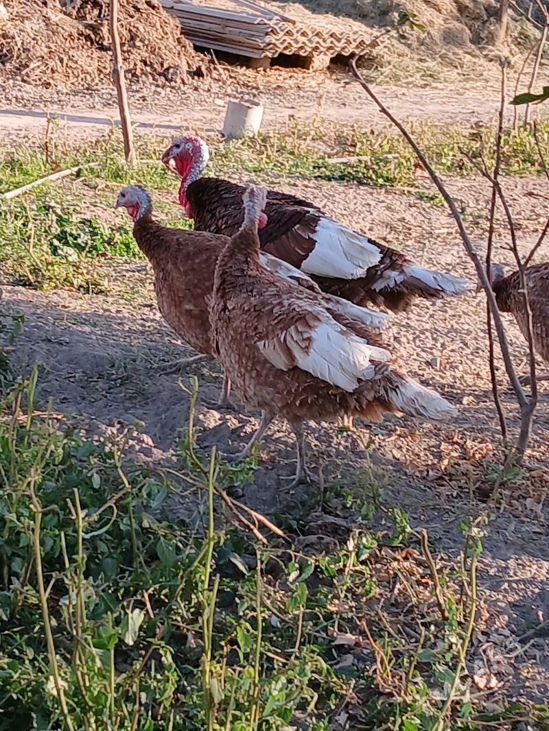 induk - Gökje - img 5