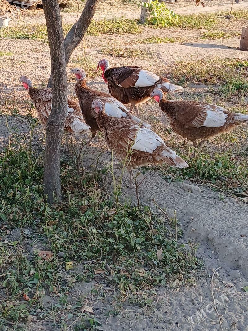 induk - Gökje - img 4