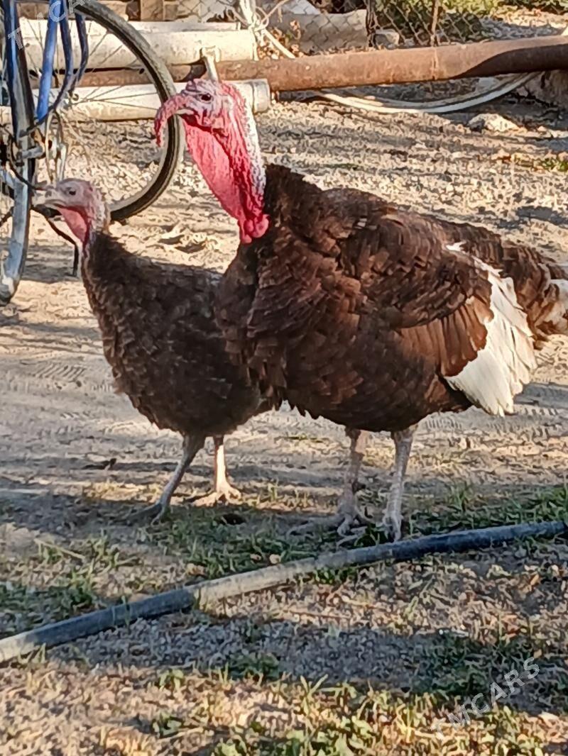 induk - Gökje - img 2