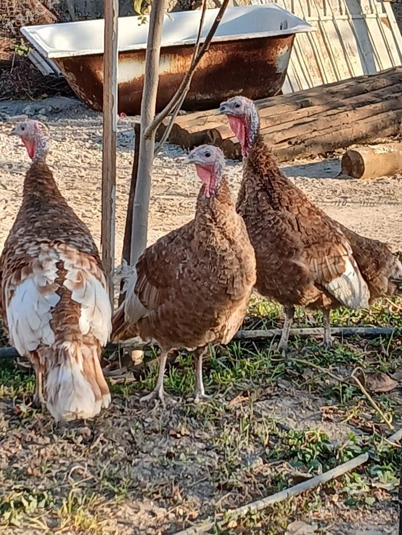 induk - Gökje - img 1