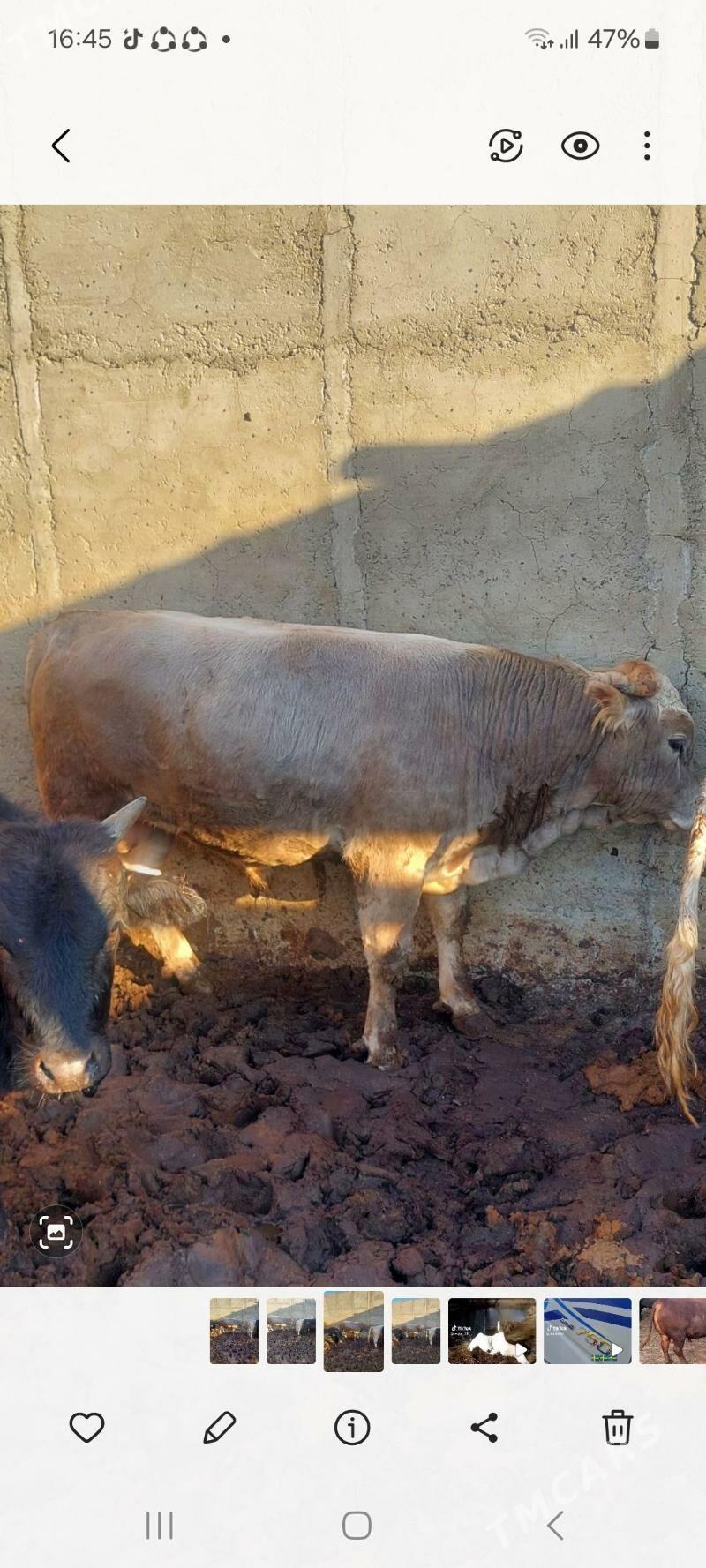 ōkiz - Гызыларбат - img 2