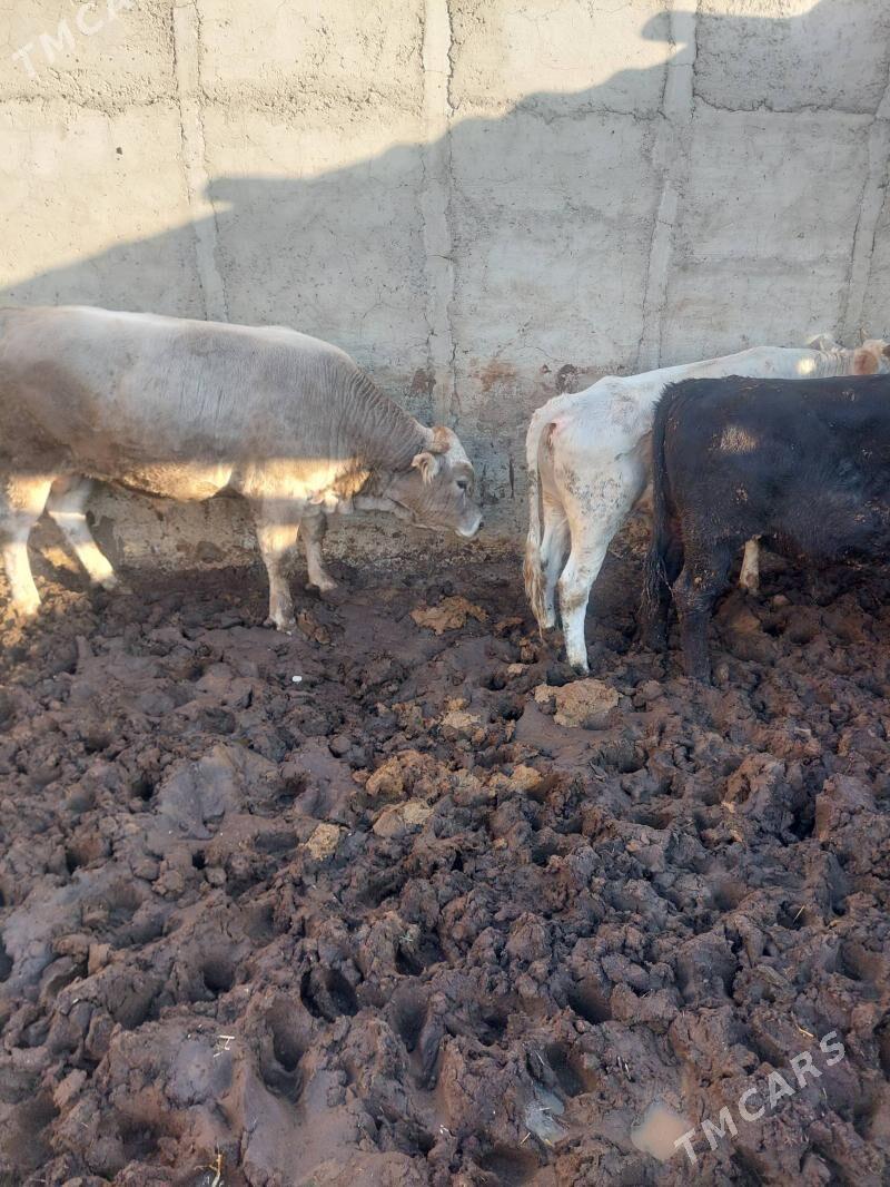 ōkiz - Гызыларбат - img 3