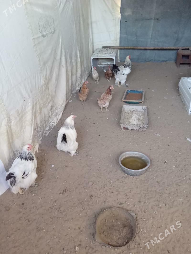 paroda towuk - Гумдаг - img 3