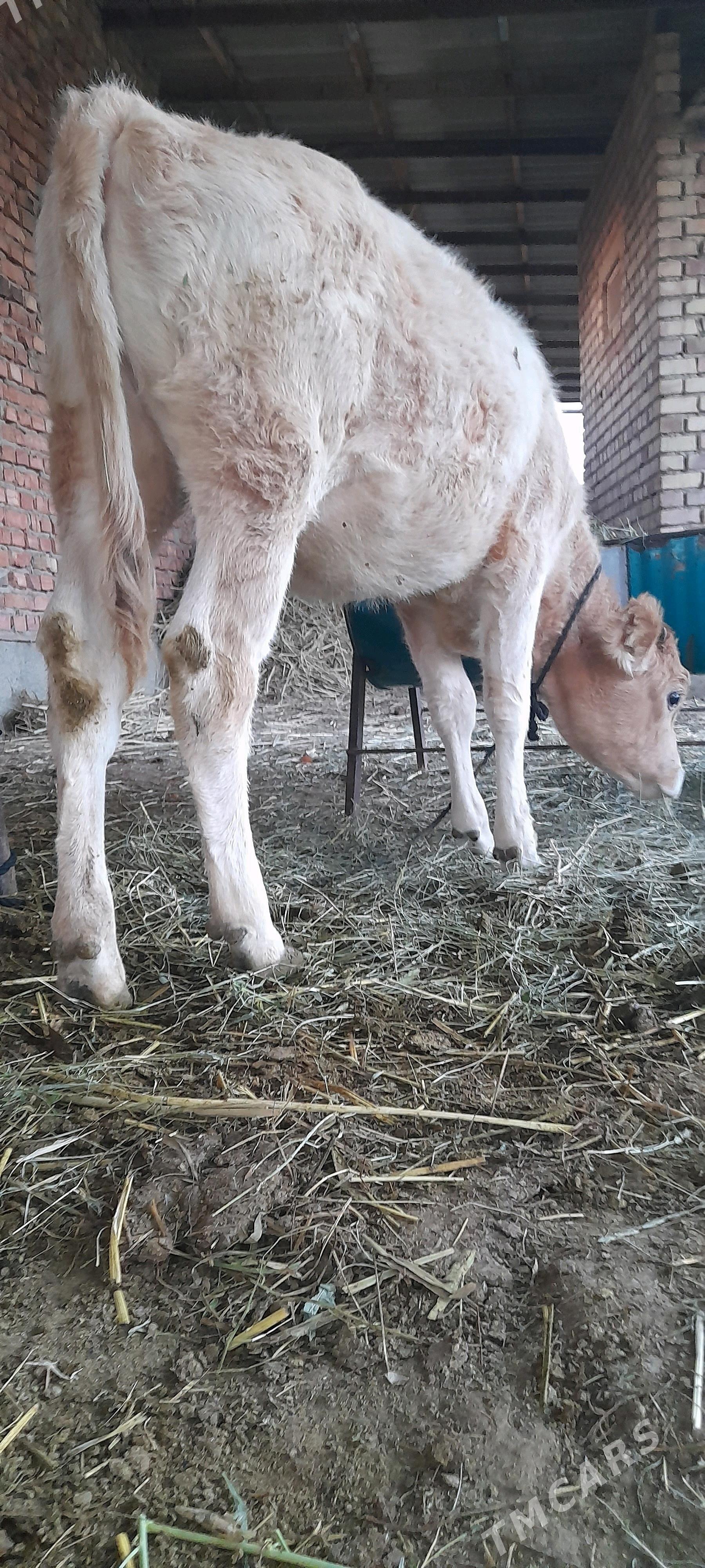 şwes tüwe - Bäherden - img 2