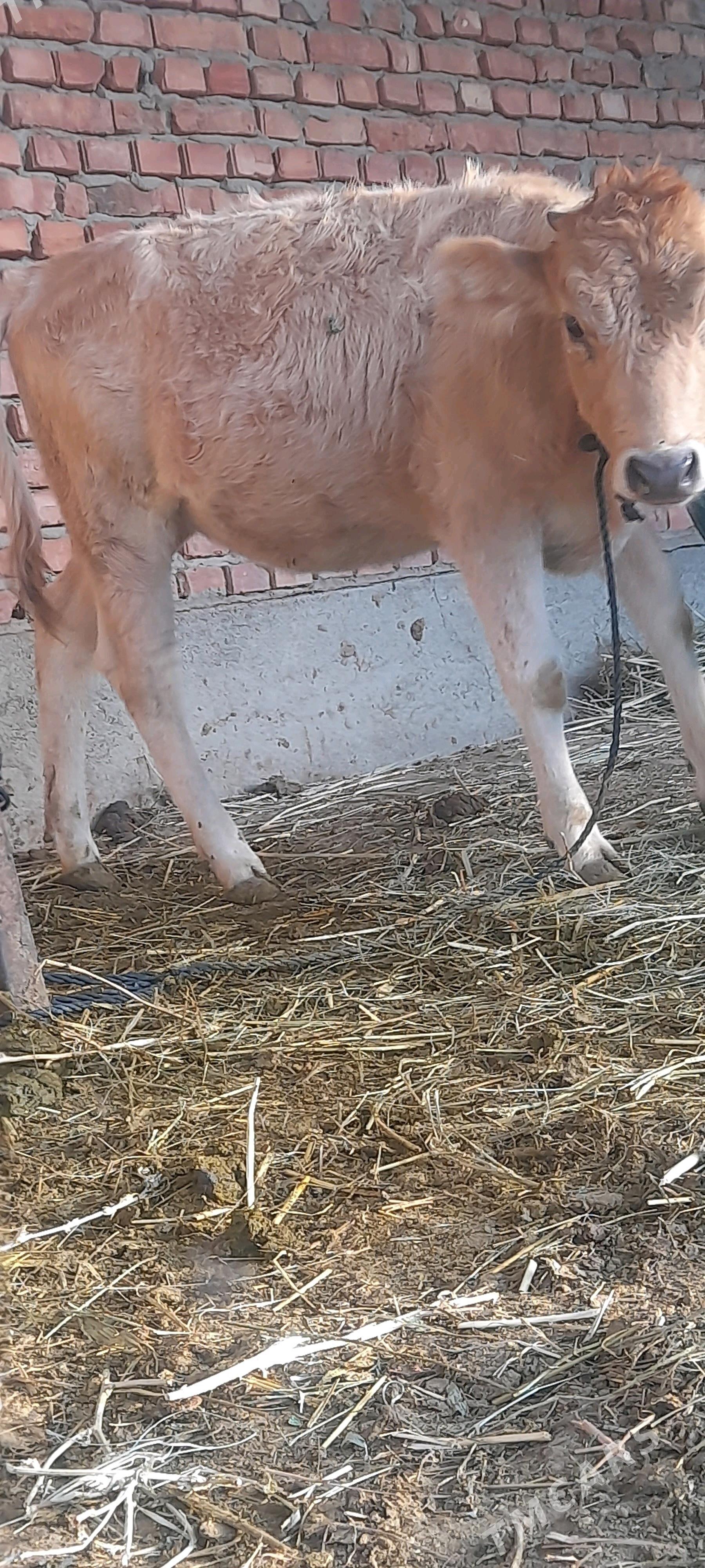 şwes tüwe - Bäherden - img 4