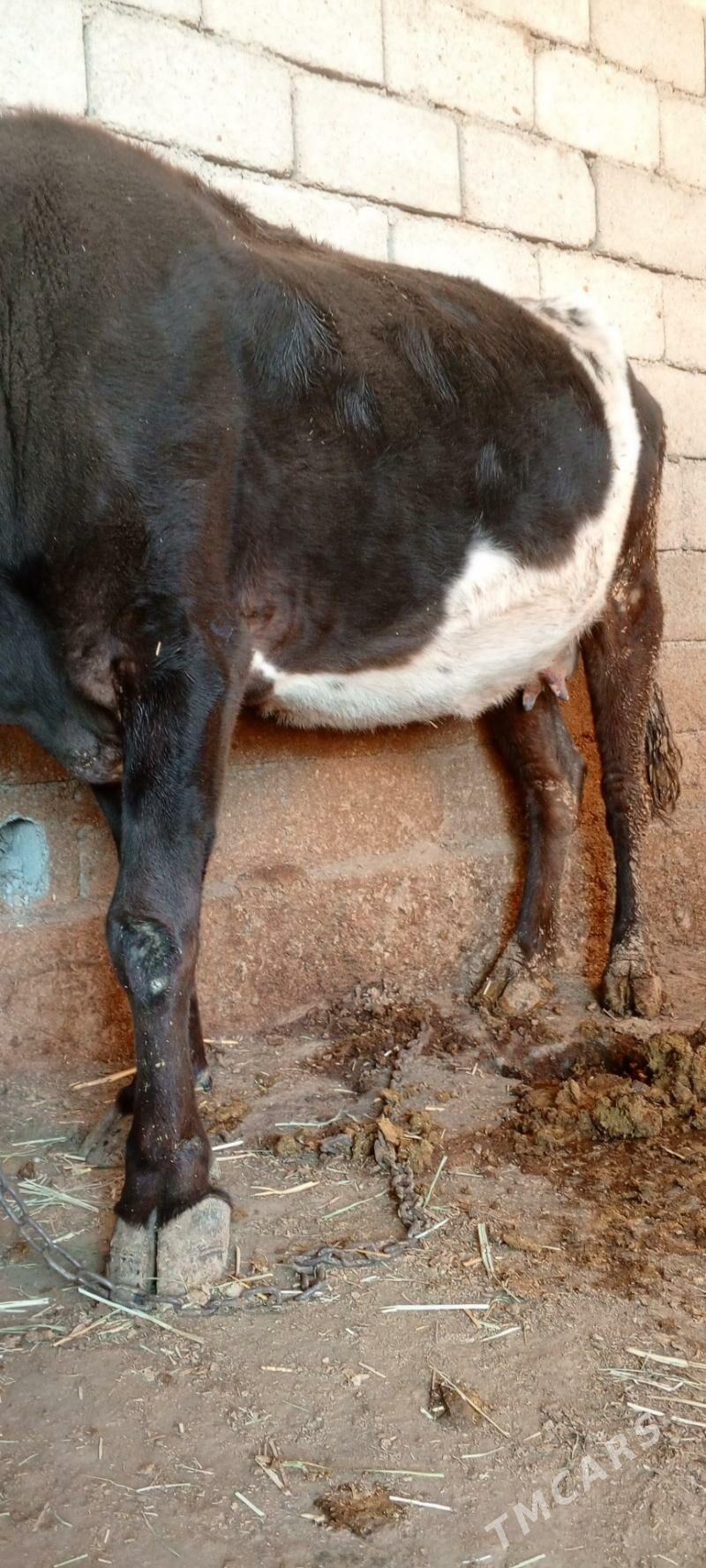 sygyr - Ak bugdaý etraby - img 1