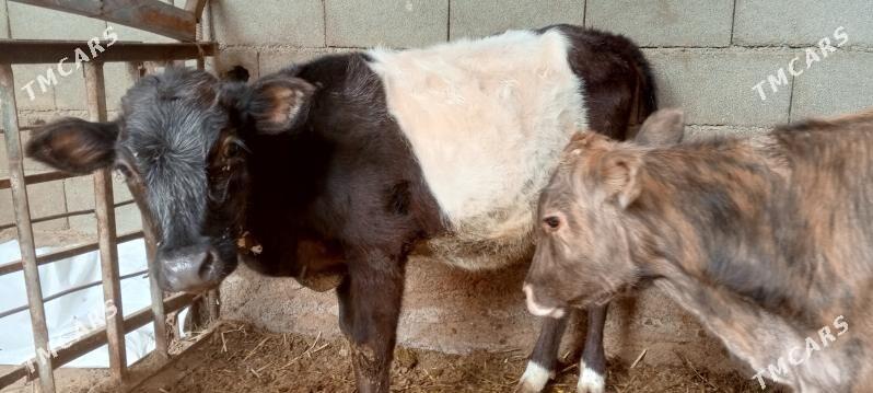 sygyr - Ak bugdaý etraby - img 4