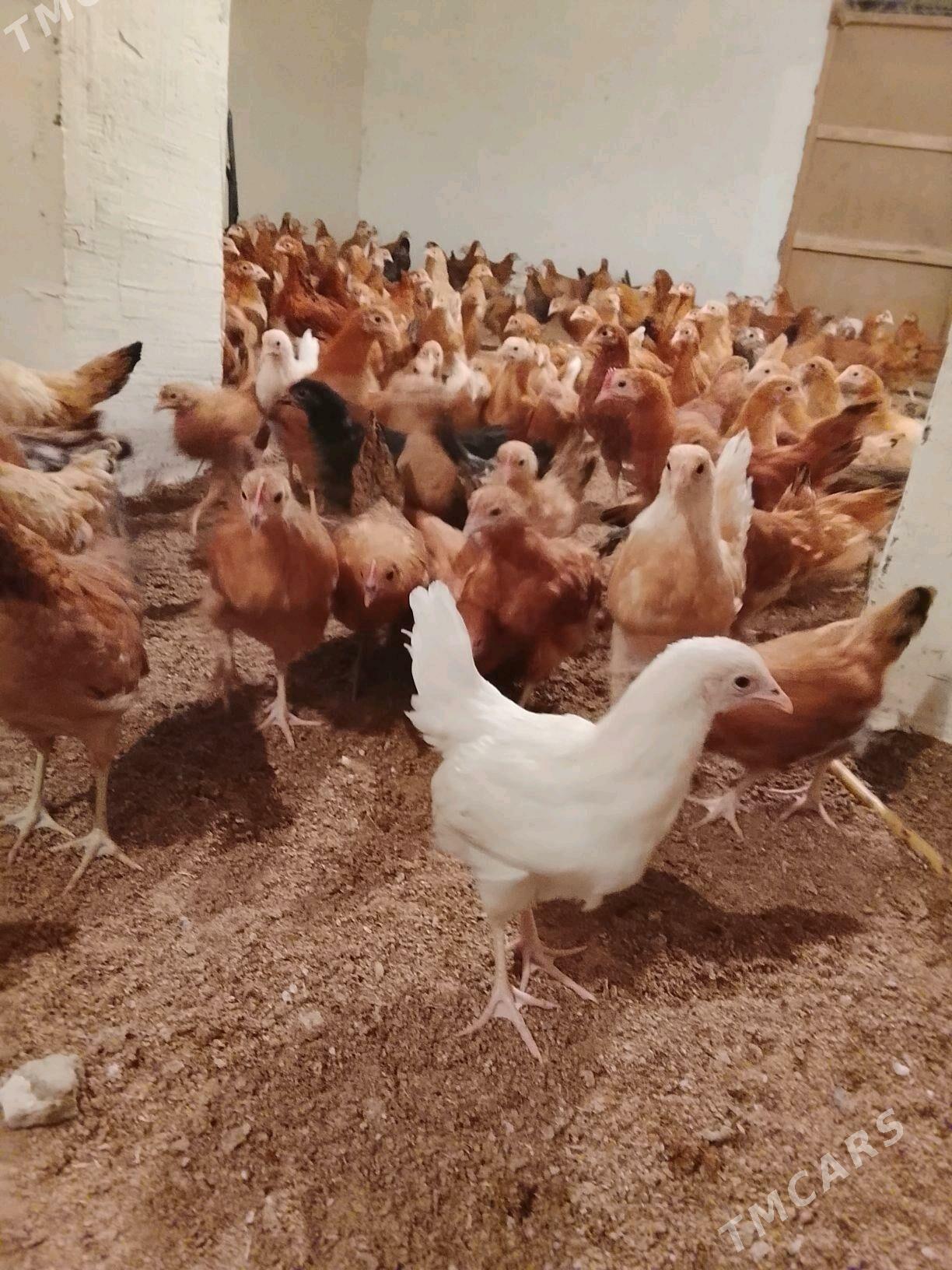 juyje - Гёкдепе - img 1