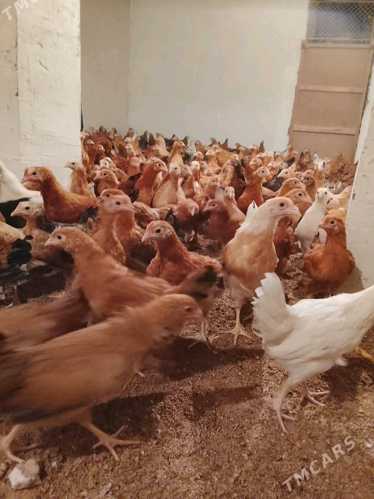 juyje - Гёкдепе - img 2