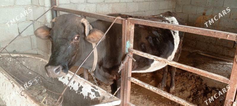 sygyr - Ak bugdaý etraby - img 3