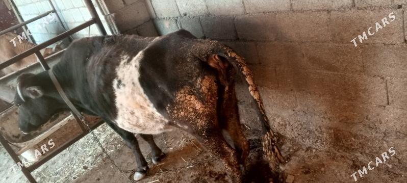 sygyr - Ak bugdaý etraby - img 2