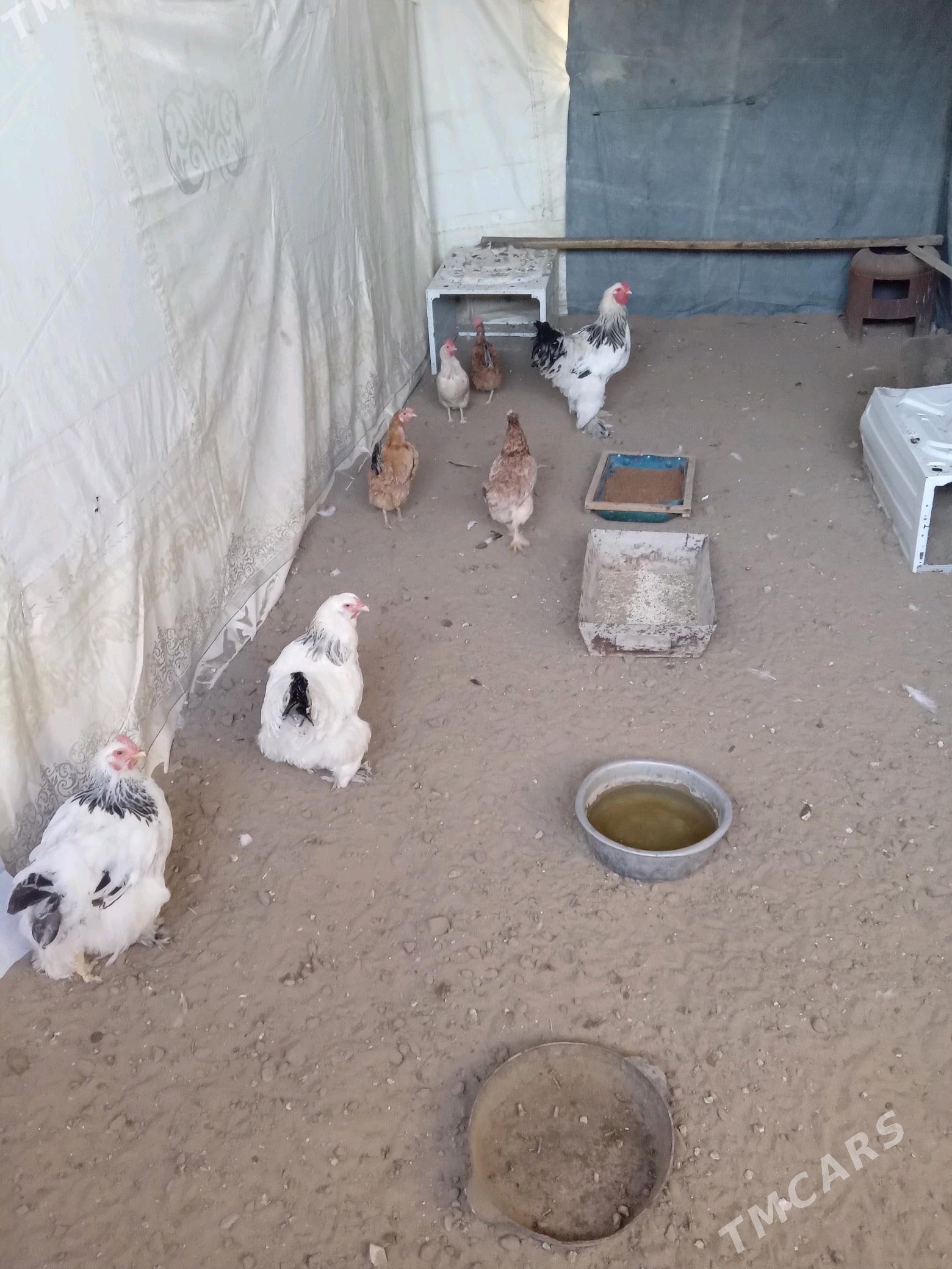 paroda towuk - Гумдаг - img 2