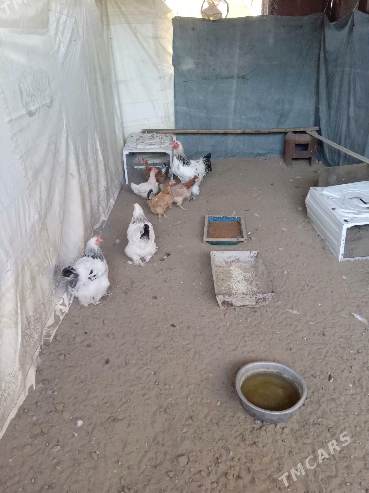 paroda towuk - Гумдаг - img 1