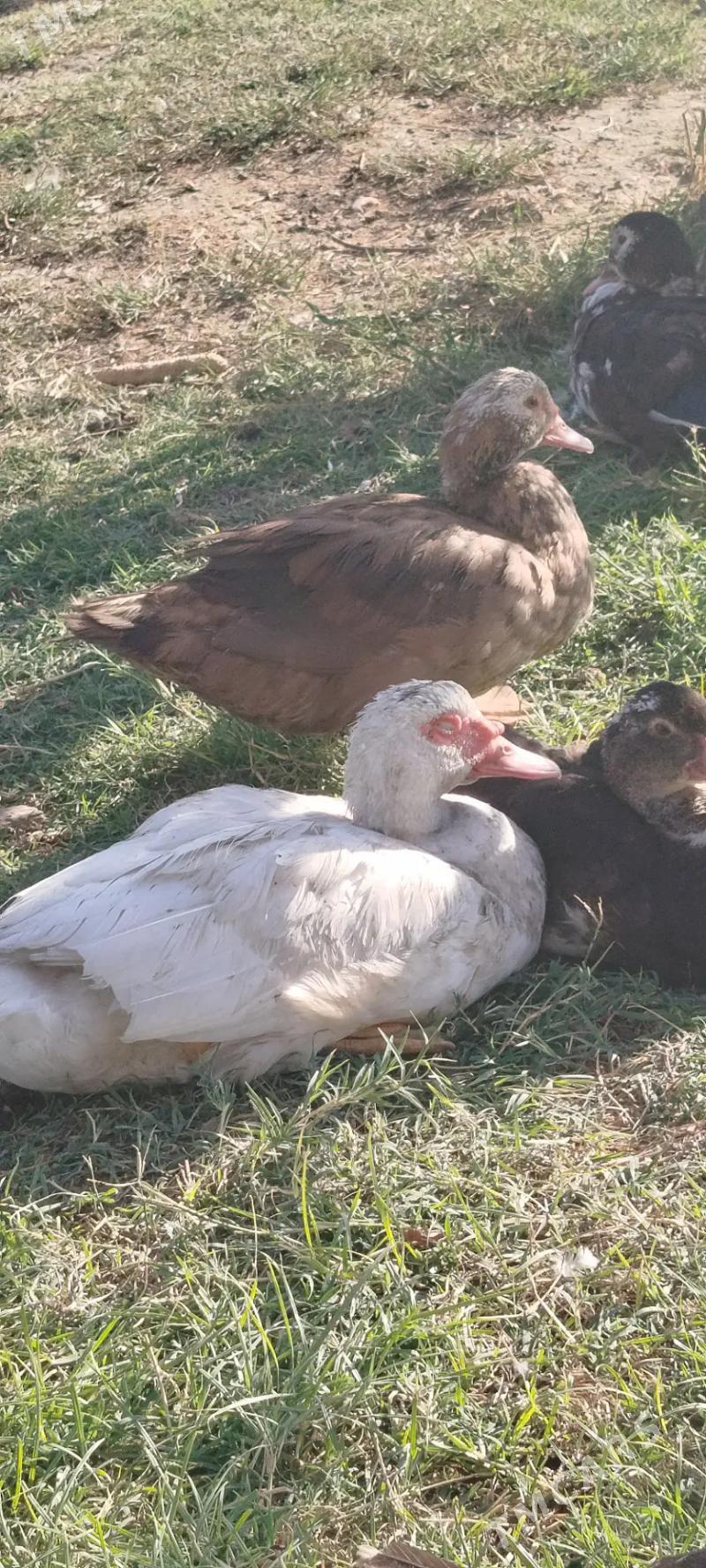 ordek indiwutka - Mary - img 5