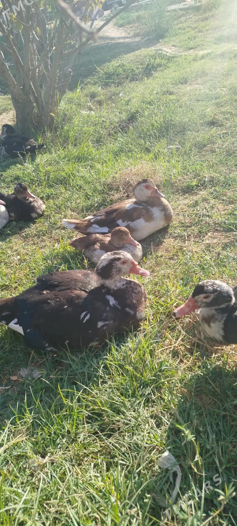 ordek indiwutka - Mary - img 4