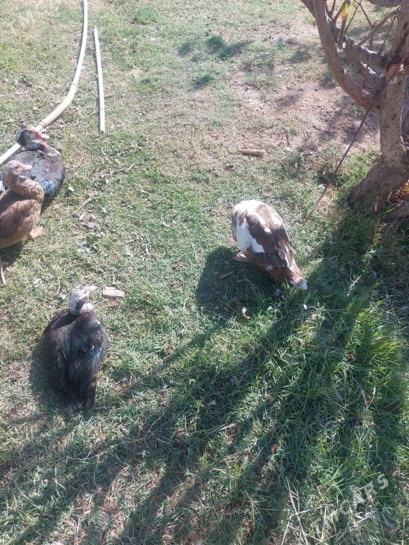 ordek indiwutka - Mary - img 8