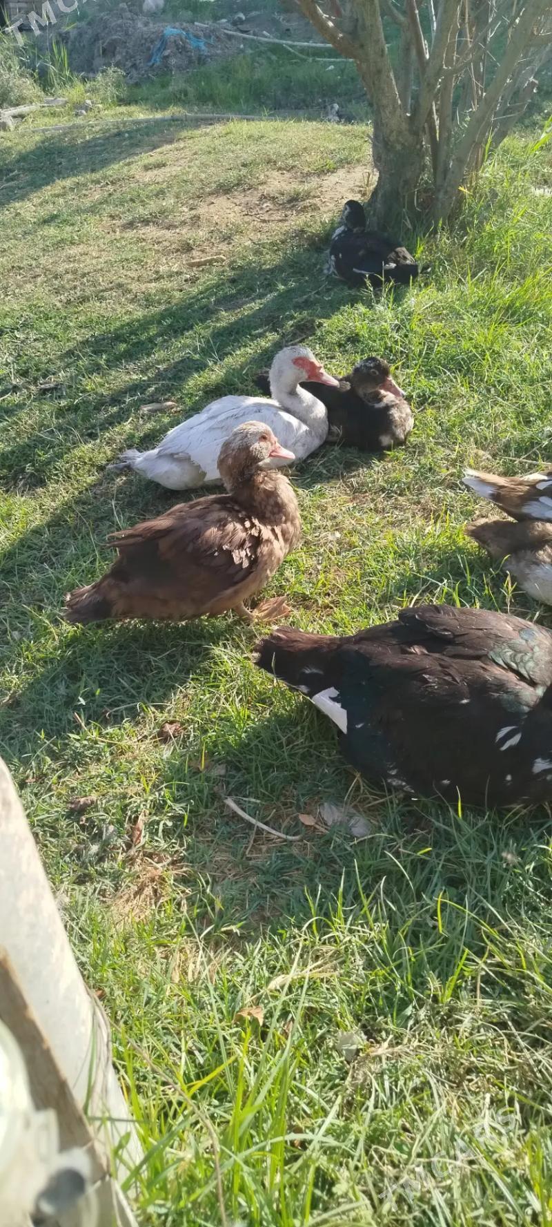 ordek indiwutka - Mary - img 7