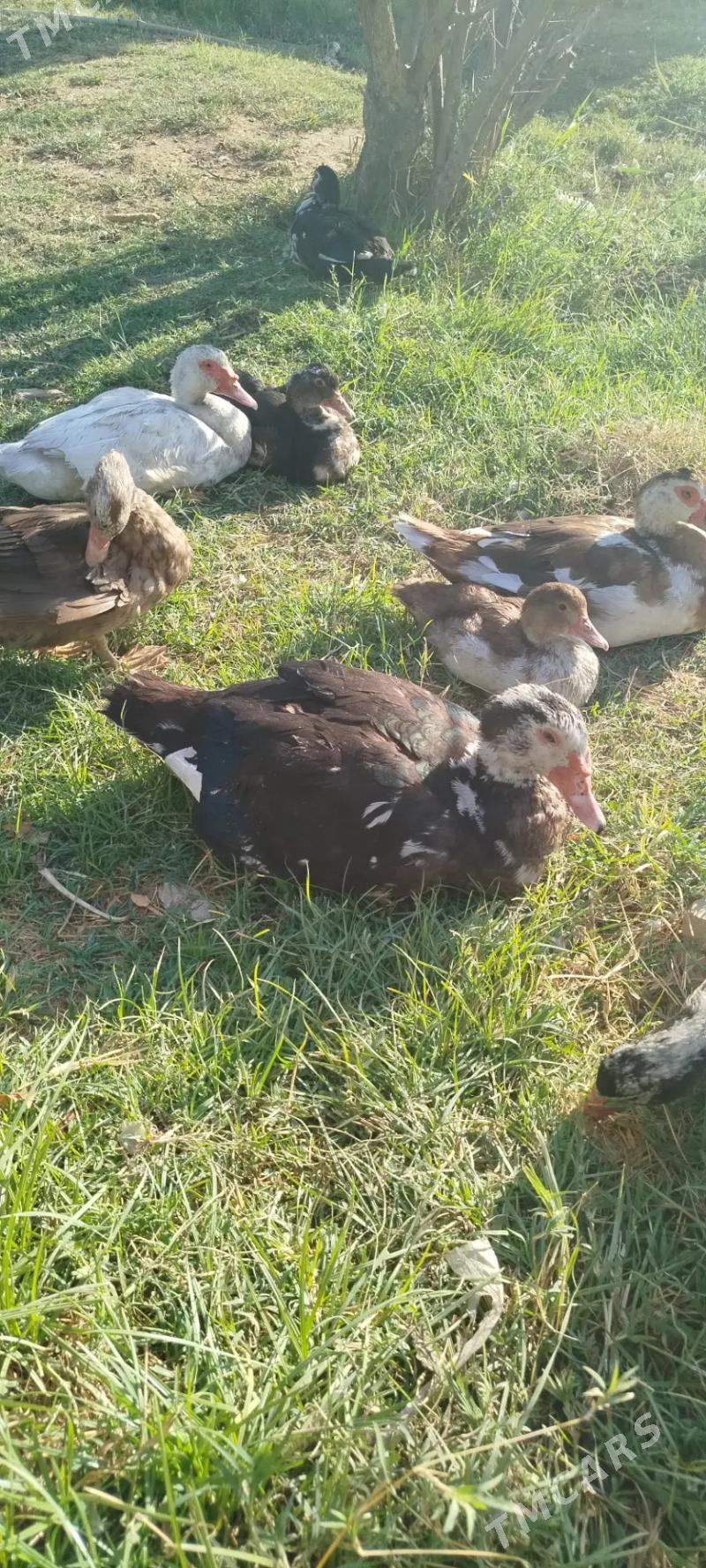 ordek indiwutka - Mary - img 3