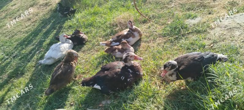 ordek indiwutka - Mary - img 2