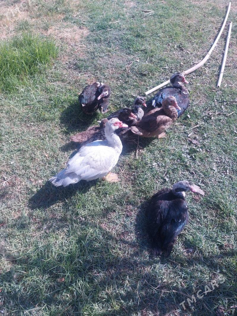 ordek indiwutka - Mary - img 9