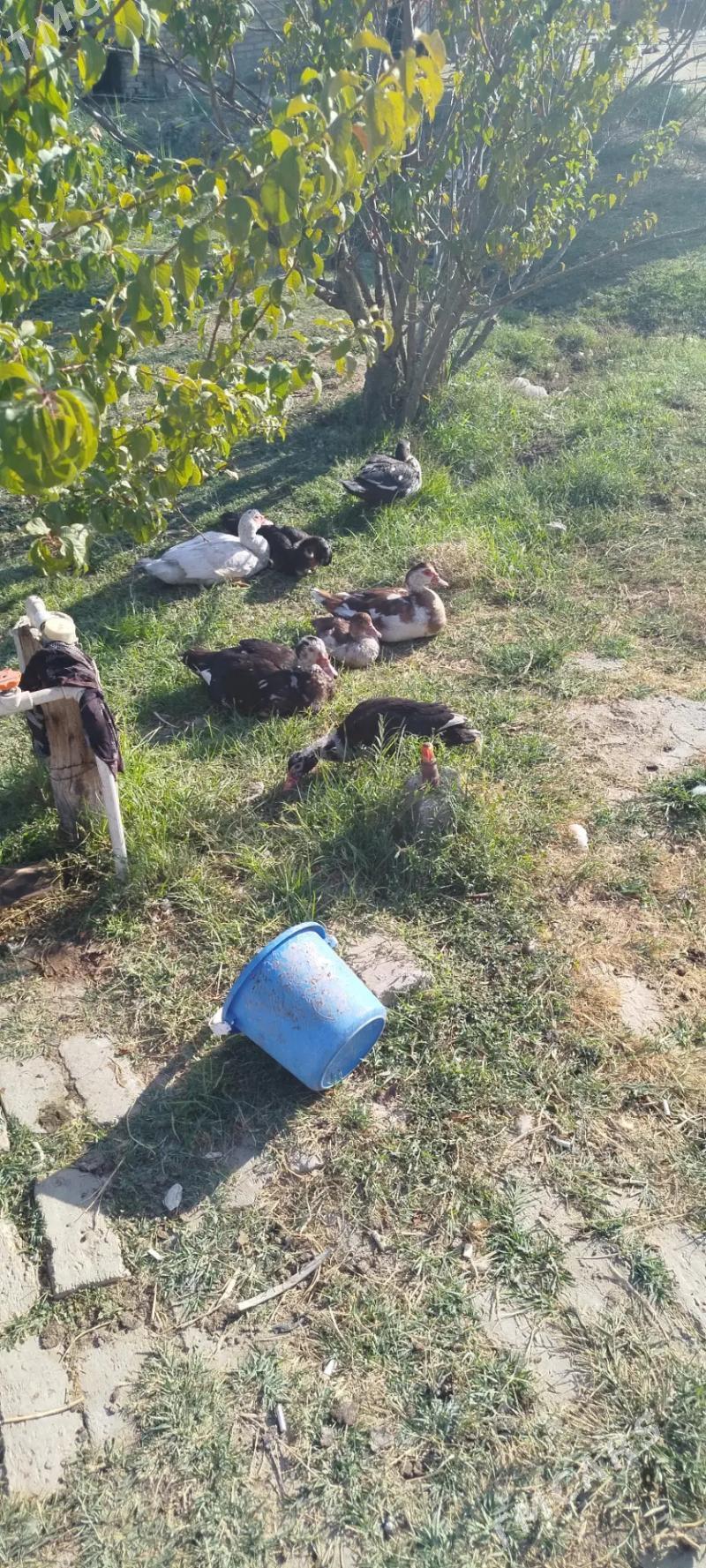 ordek indiwutka - Mary - img 6