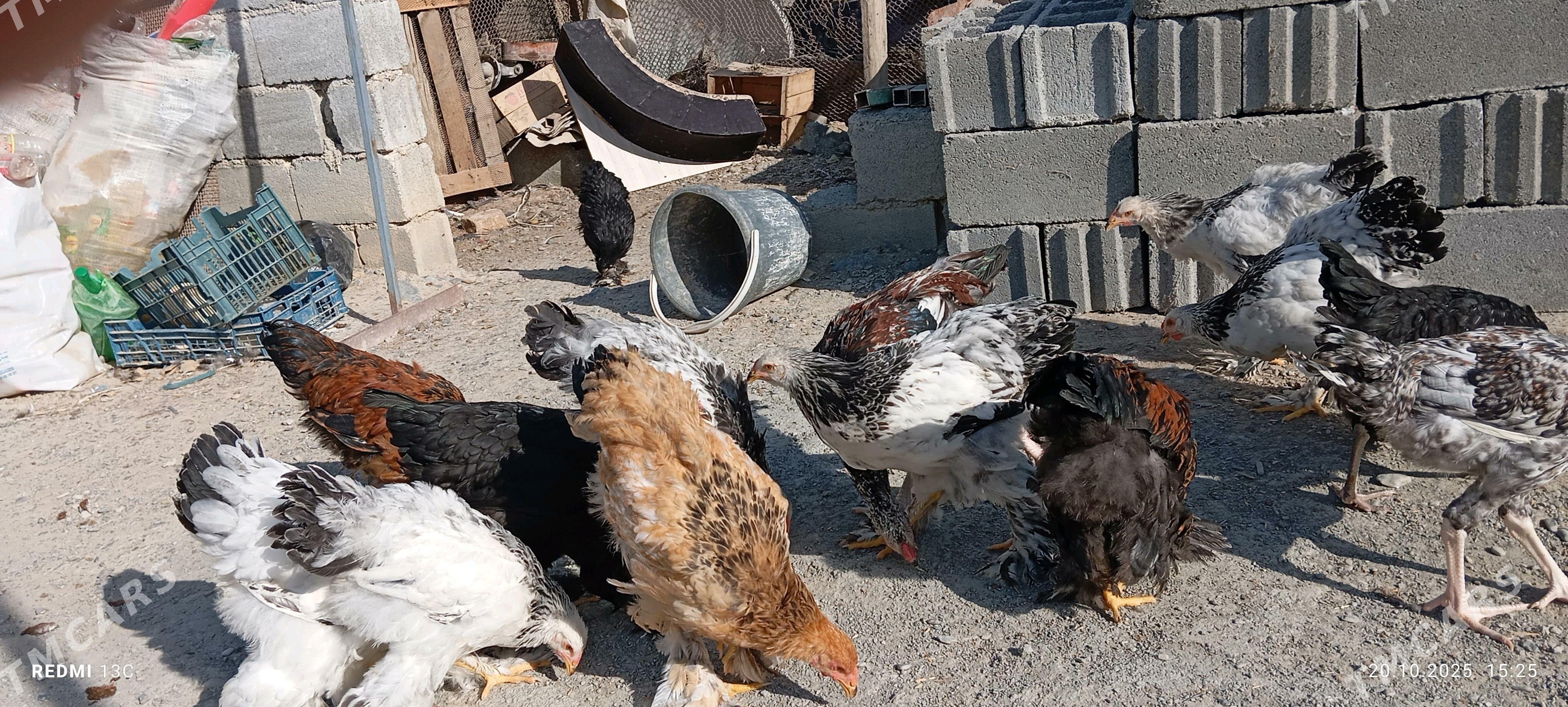 Brama towuk 5 aylyk - Gökdepe - img 4