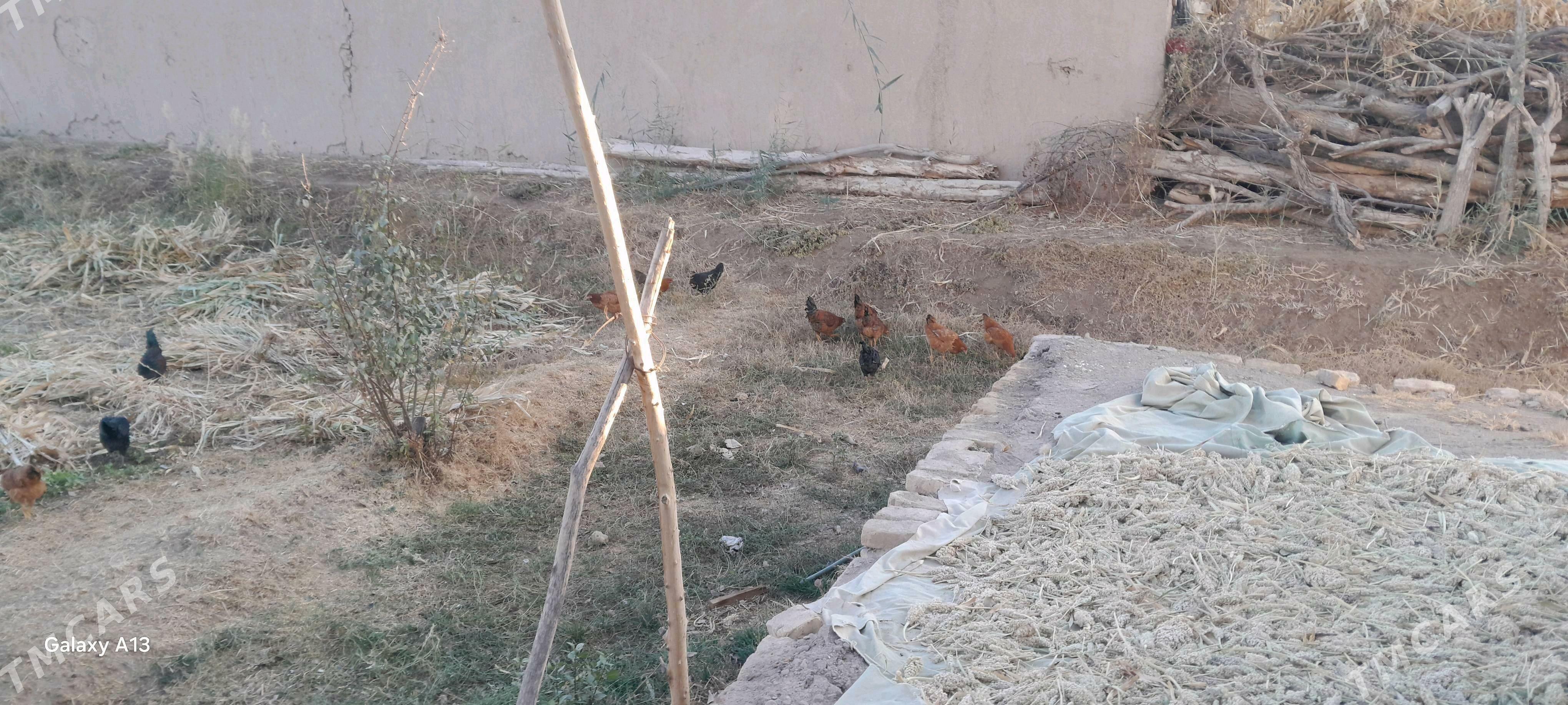 towuk juje - Görogly (Tagta) - img 2