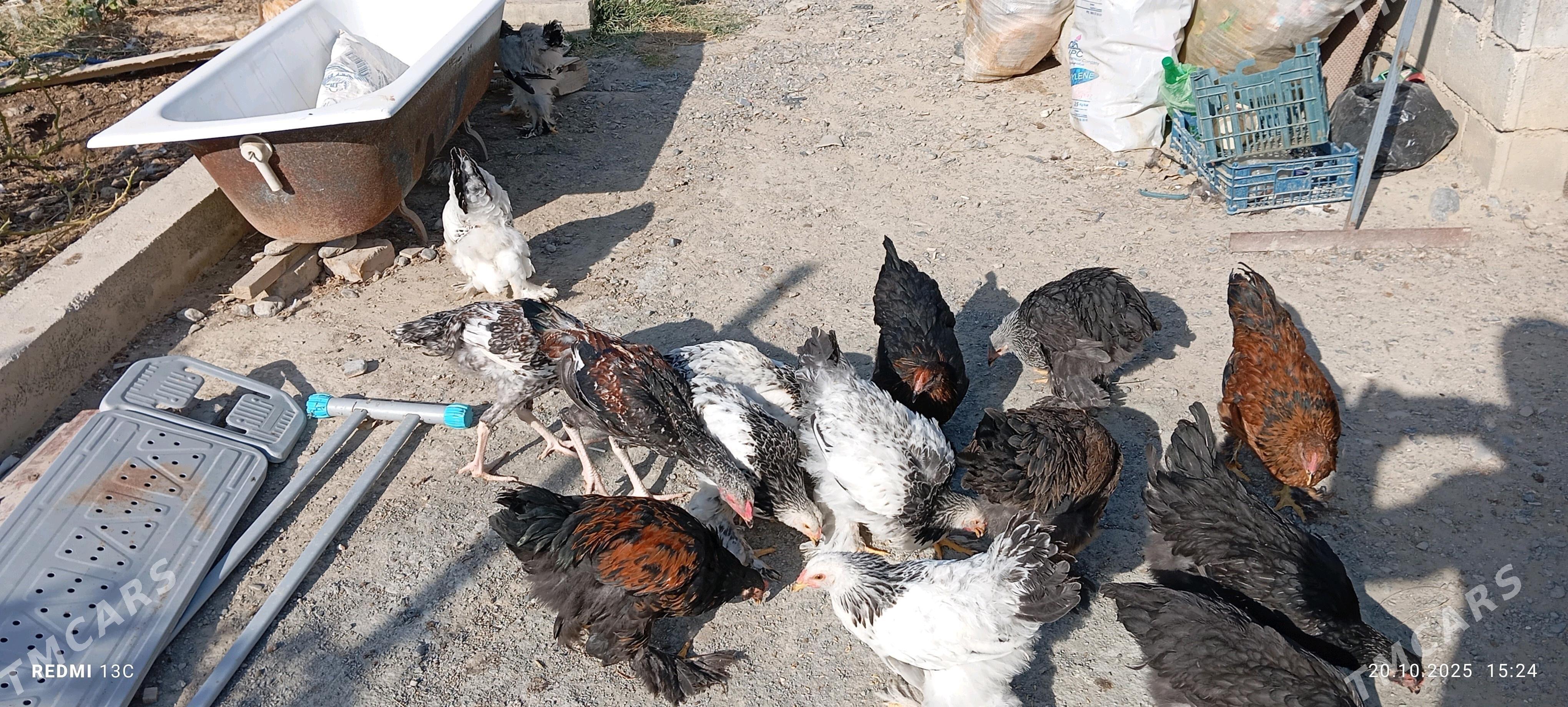 Brama towuk 5 aylyk - Gökdepe - img 2