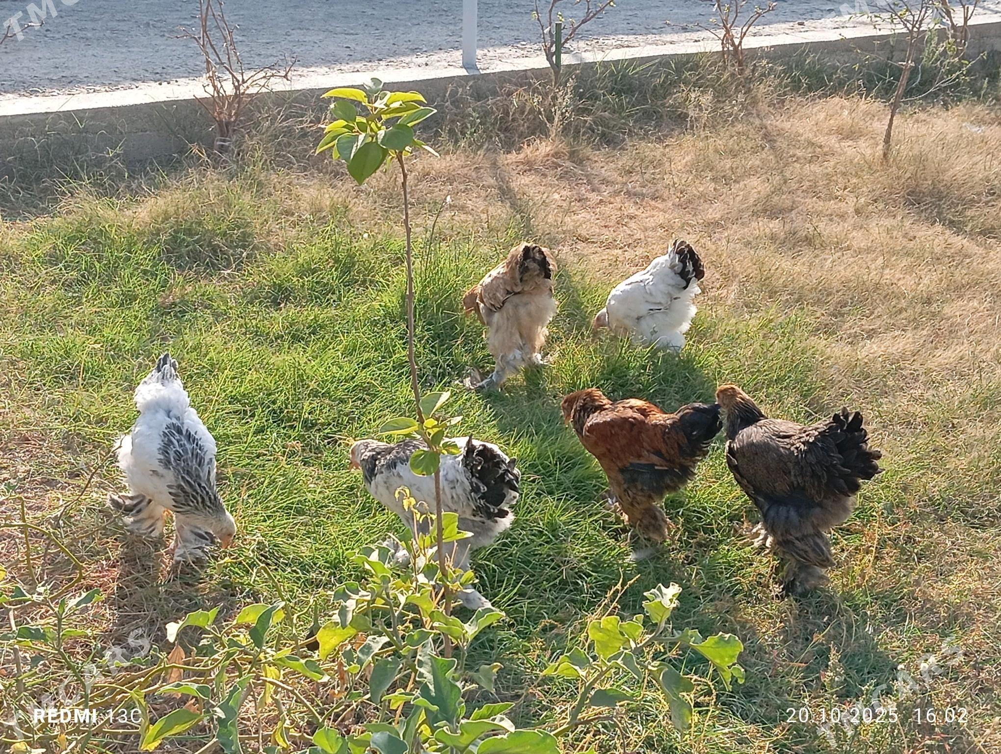 Brama towuk 5 aylyk - Gökdepe - img 6