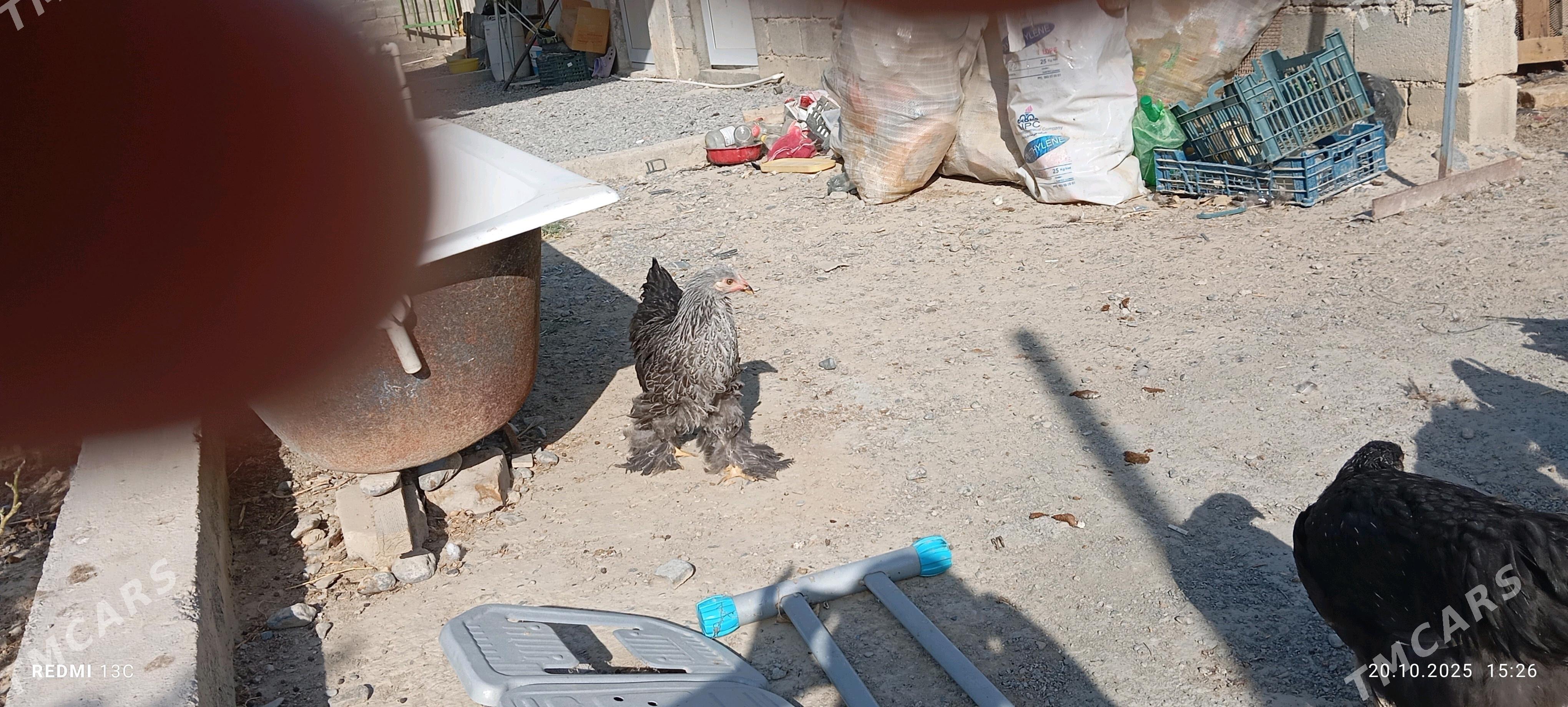 Brama towuk 5 aylyk - Gökdepe - img 7