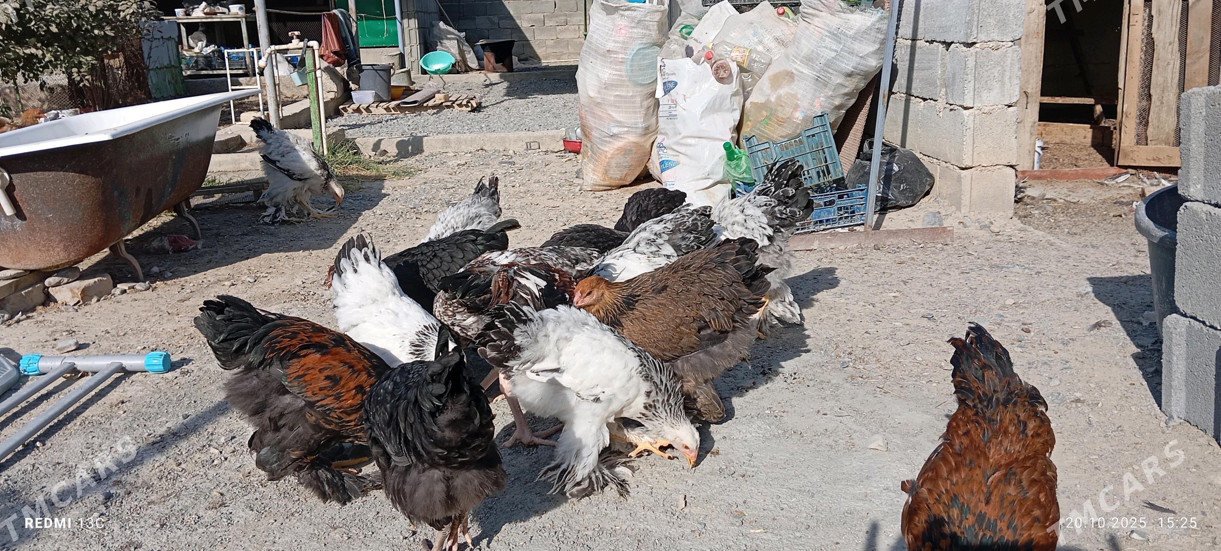 Brama towuk 5 aylyk - Gökdepe - img 3