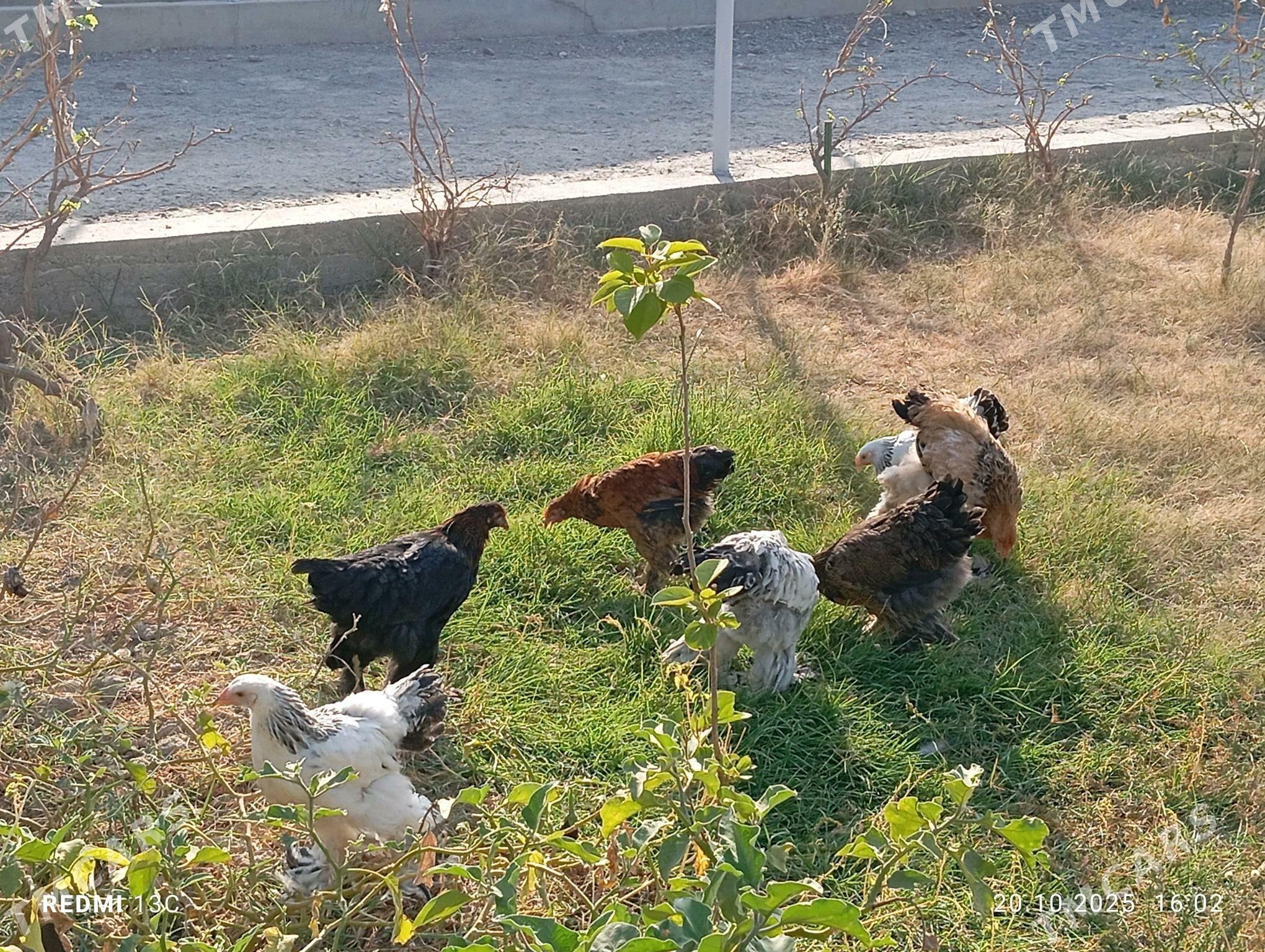 Brama towuk 5 aylyk - Gökdepe - img 5