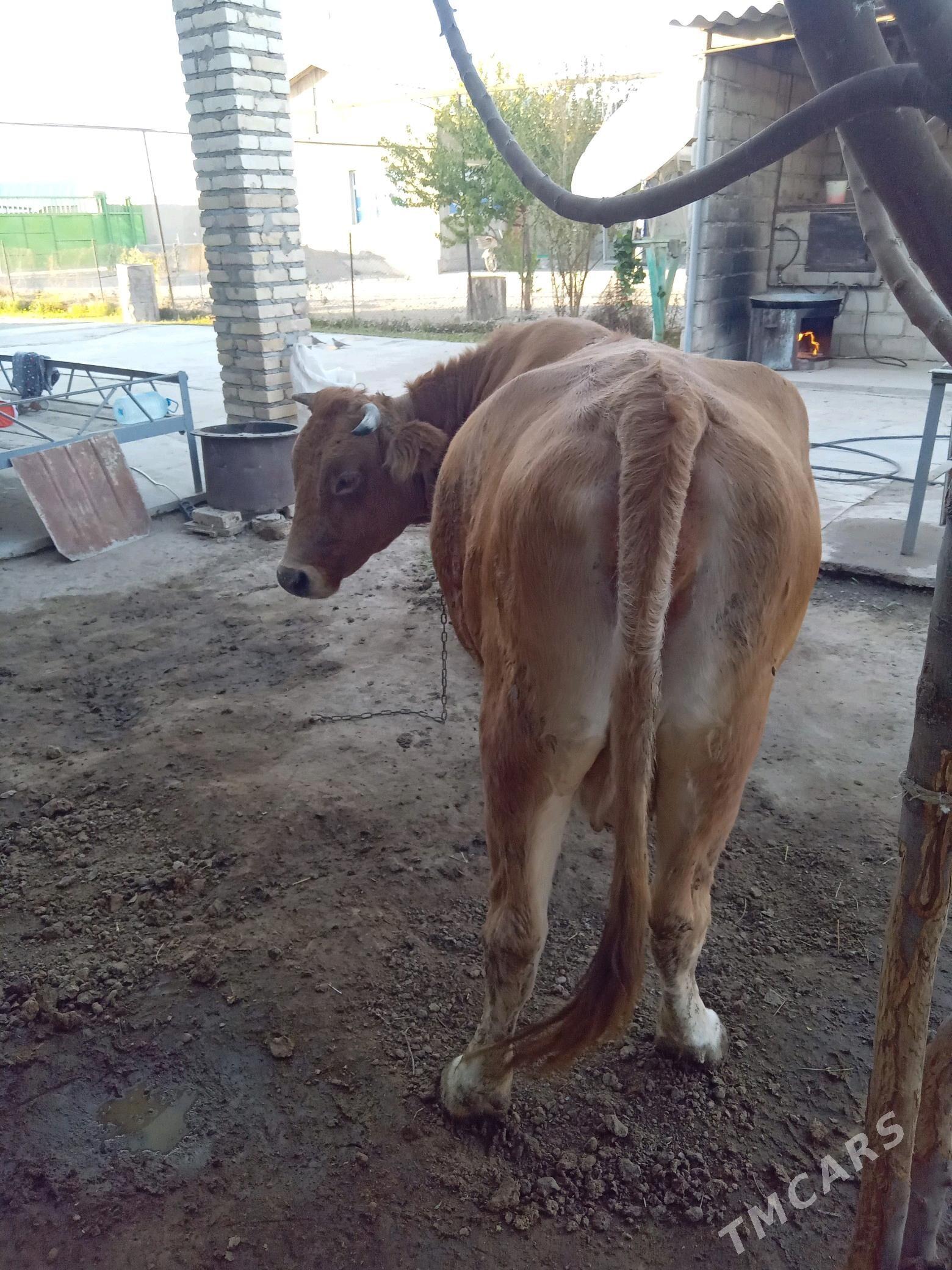 Бакылан Сыгыр - Ýaşlyk - img 3