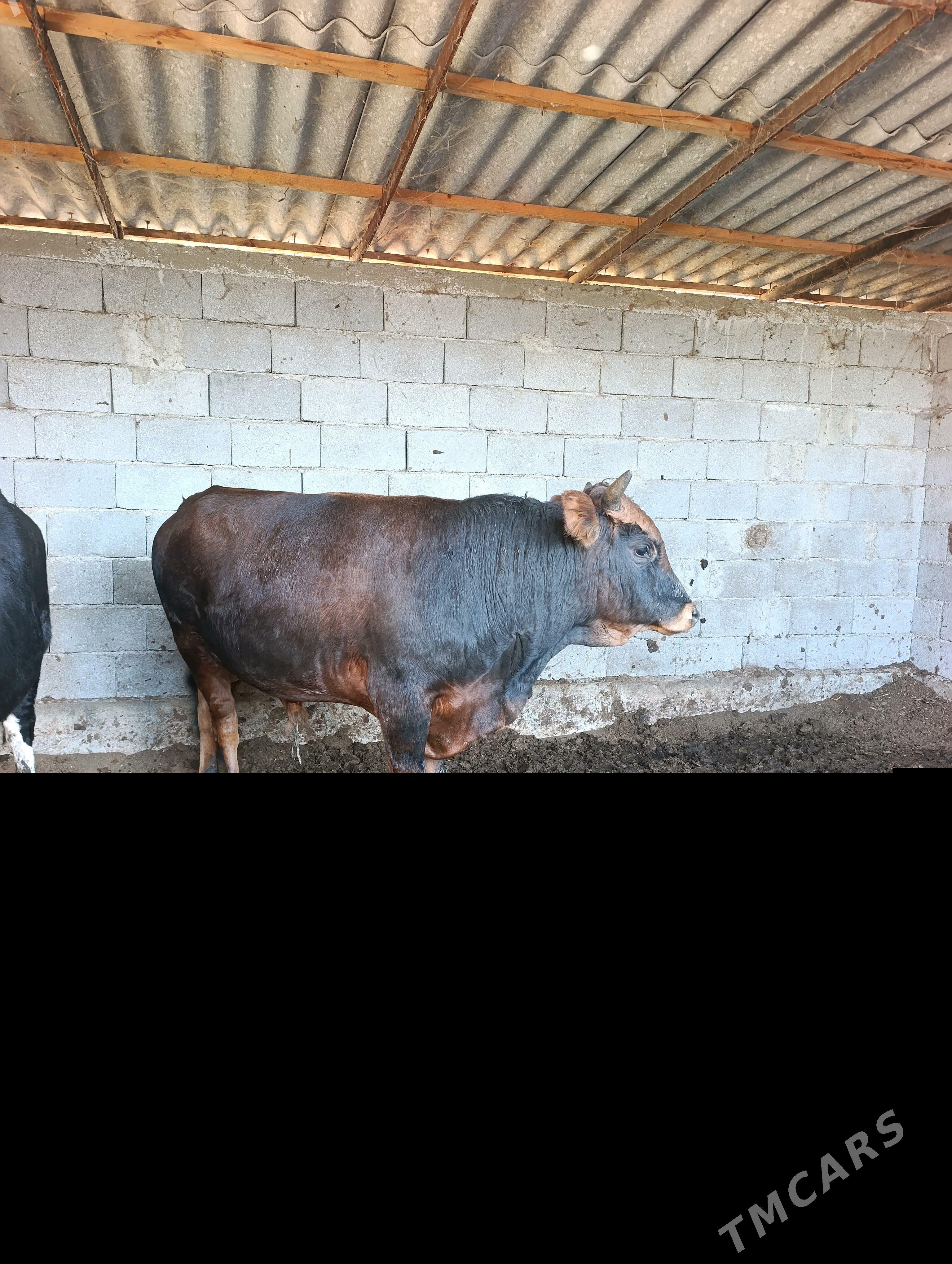 öküz - Гёкдепе - img 3