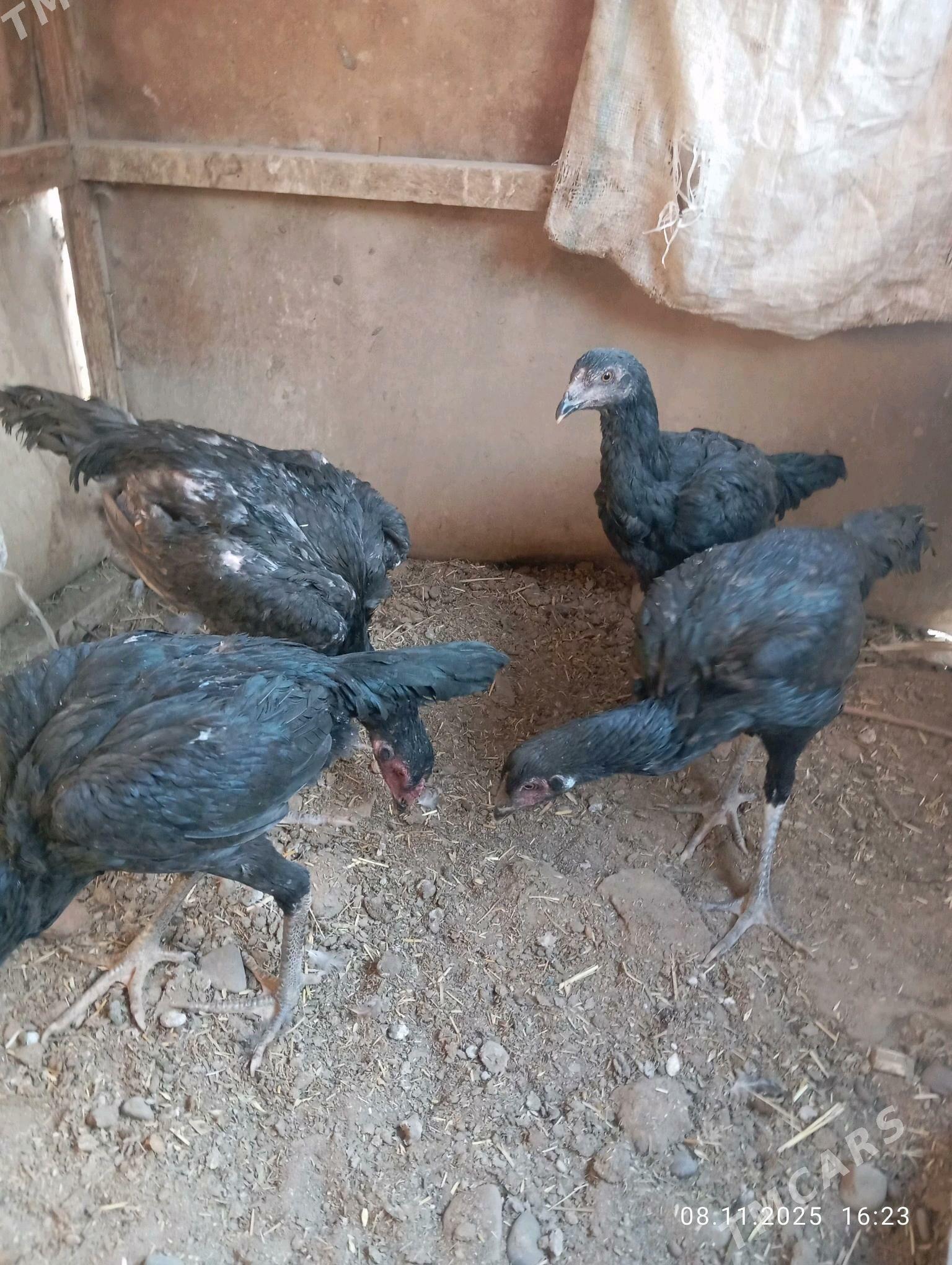 TASGENT HORAZ - Murgap - img 5