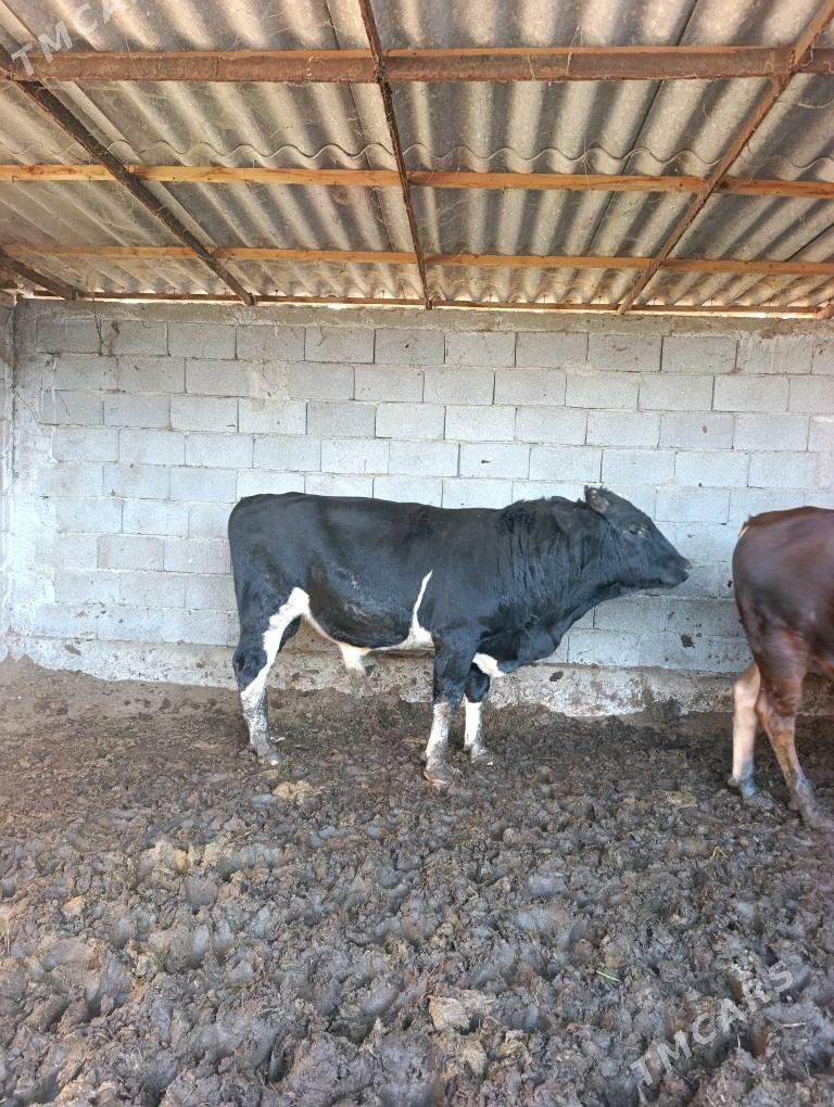 öküz - Гёкдепе - img 2