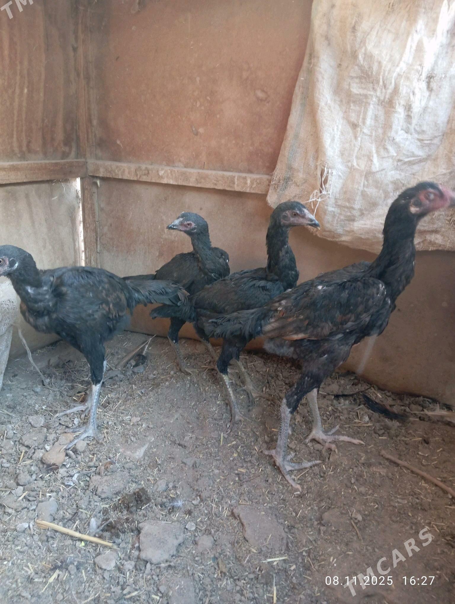 TASGENT HORAZ - Murgap - img 7